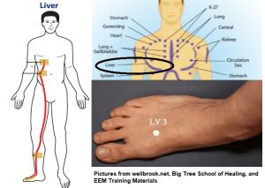 lv meridian|what is the liver meridian.